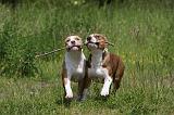 AMSTAFF  PUPPIES 180